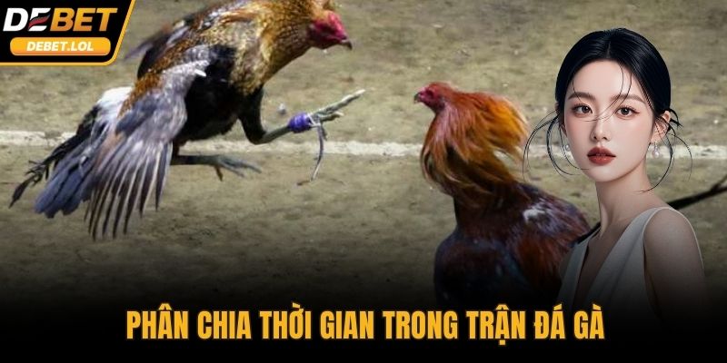Phân chia thời gian trong trận đá gà