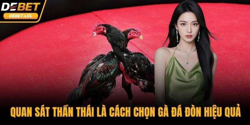 Quan sát thần thái là cách chọn gà đá đòn hiệu quả